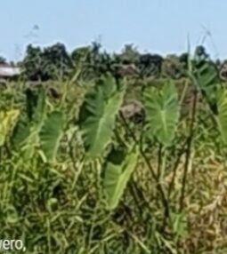 Ketua Formasi Meminta Kapolda Jatim Memberikan Perintah Kepada Kapolres Banyuwangi Untuk Menindak Dugaan Tambang Pasir Ilegal Didusun Watukebo Blimbingsari