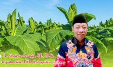 Minat Bertani Meningkat, DKPP Sumenep Optimistis Luas Lahan Tembakau Bertambah pada Musim Tanam 2026