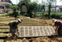 Petani tembakau di Kabupaten Sumenep menjemur hasil panen sebagai bagian dari proses pascapanen untuk menjaga kualitas daun tembakau.