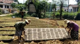 Petani tembakau di Kabupaten Sumenep menjemur hasil panen sebagai bagian dari proses pascapanen untuk menjaga kualitas daun tembakau.