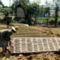 Petani tembakau di Kabupaten Sumenep menjemur hasil panen sebagai bagian dari proses pascapanen untuk menjaga kualitas daun tembakau.