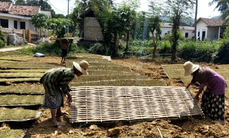 Petani tembakau di Kabupaten Sumenep menjemur hasil panen sebagai bagian dari proses pascapanen untuk menjaga kualitas daun tembakau.